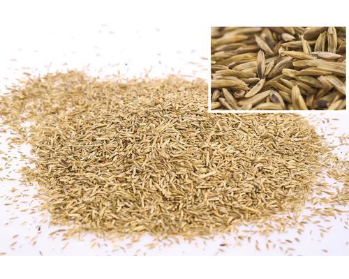Nahaufnahme von Grassamen