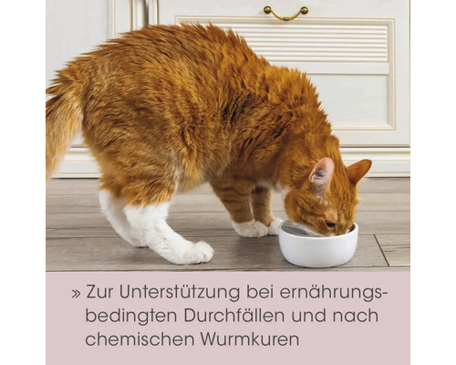 Eine rote Katze frisst aus einem weißen Napf auf dem Boden.