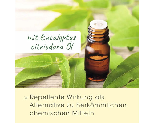 Eukalyptus Citriodora Öl in einer braunen Glasflasche mit grünen Blättern