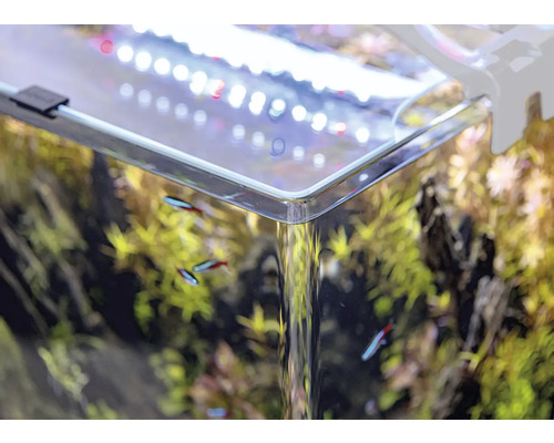 Detailaufnahme eines Aquariums mit Pflanzen, Fischen und Beleuchtung.