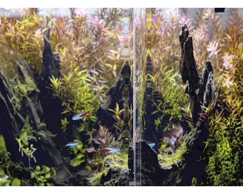 Aquarium mit Wasserpflanzen und Fischen