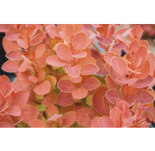 Detailaufnahme einer Berberitze mit Blättern