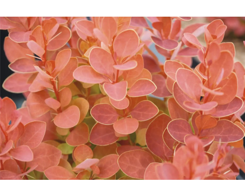 Detailaufnahme einer Berberitze mit Blättern