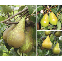 Mehrere Birnen wachsen an einem Birnenbaum