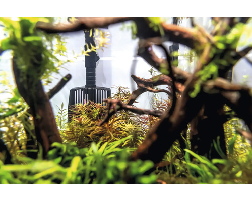 Aquarium mit Pflanzen und einer Strömungspumpe