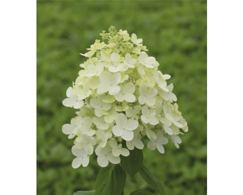 Rispenhortensie FloraSelf Hydrangea paniculata H 60-70 cm Co 14 L versch. Sorten Rispenhortensie mit weißen Blüten
