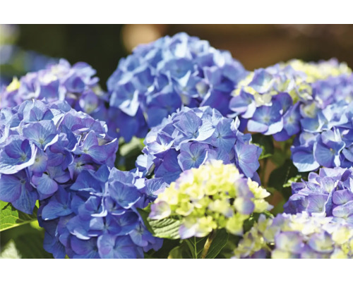 Nahaufnahme von blauen Hortensienblüten