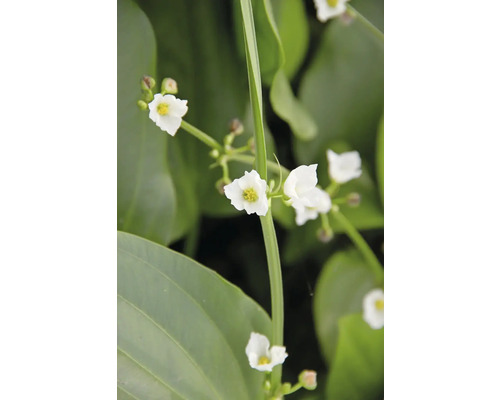 Pfeilkraut mit weißen Blüten