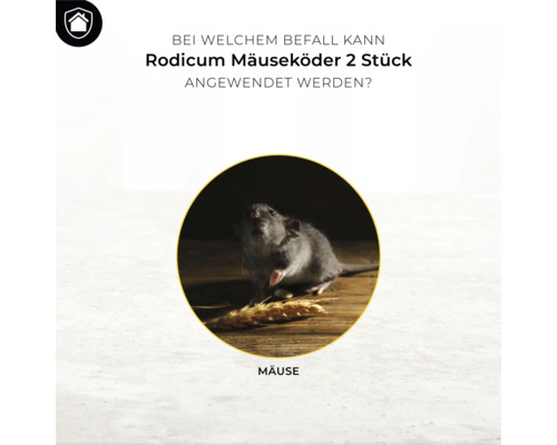 Maus frisst Köder auf Holzuntergrund