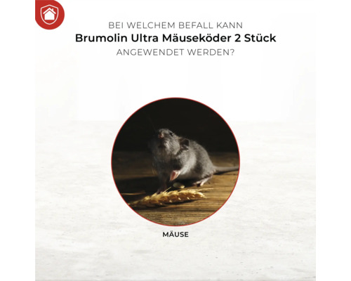 Illustration einer Maus, die Getreide frisst, zur Verwendung mit Brumolin Ultra Mäuseköder.