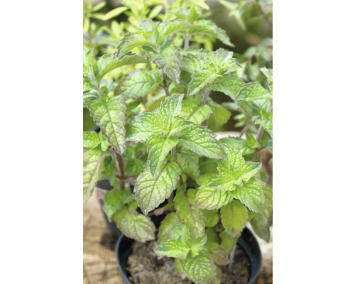 Grapefruit-Minze FloraSelf Mentha suaveolens x piperita H 5-20 cm Co 0,5 L