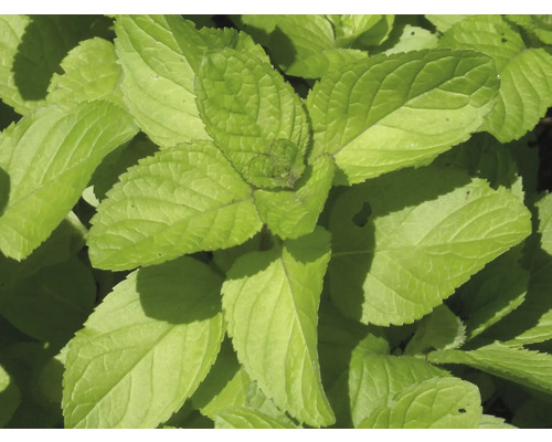 Orangen-Minze FloraSelf Mentha x piperita ssp. citrata 'Orange' H 5-20 cm Co 0,5 L Orangen-Minze FloraSelf Mentha x piperita ssp. citrata 'Orange' H 5-20 cm Co 0,5 L