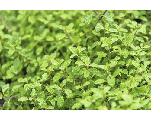 Italienischer Majoran FloraSelf Origanum majorana 'Venezia' Co 0,5 L