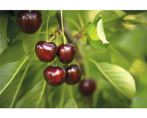 Süßkirsche Halbstamm FloraSelf Prunus avium 'Regina' Gesamthöhe 120-150 cm Co 7,5 L Süßkirschen am Baum mit Blättern