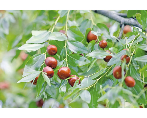 Zweig des Jujube-Baums mit Früchten und Blättern
