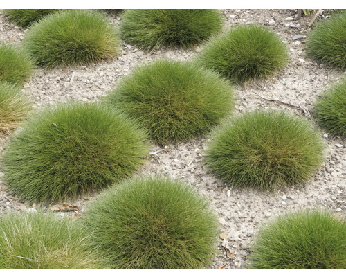 Mehrere Bärenfellgras Pflanzen im Gartenbeet