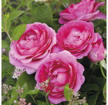 Nahaufnahme von mehreren Rosenblüten