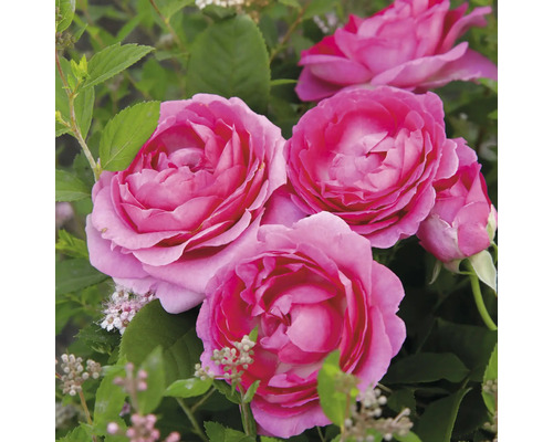 Duftrose 'Fräulein Marie' FloraSelf Rosa 'Fräulein Marie' H 10-60 cm Co 6 L