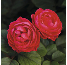 Zwei rote Rosenblüten mit Blättern