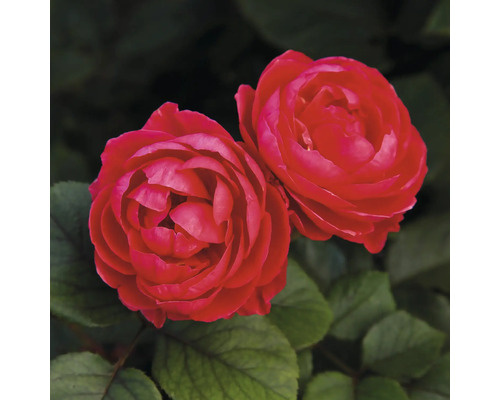 Duftrose 'Gartenprinzessin Marie-José' FloraSelf Rosa 'Gartenprinzessin Marie-José' H 10-60 cm Co 6 L
