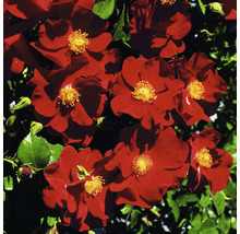 Rote Kletterrose mit gelben Staubgefäßen