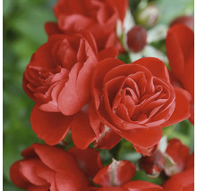 Nahaufnahme einer roten Rose