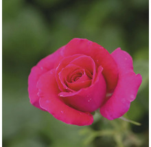 Nahaufnahme einer einzelnen, pinkfarbenen Rose