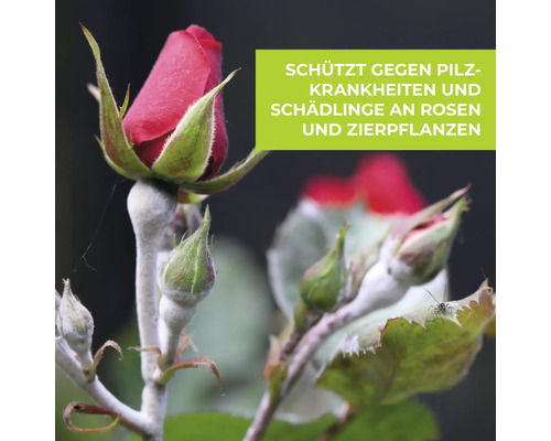 Rose mit Pilzkrankheit und Schädlingsbefall