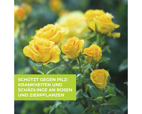 Gelbe Rosenblüten schützen gegen Pilzkrankheiten und Schädlinge an Rosen und Zierpflanzen.
