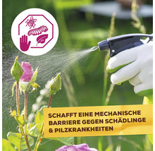 Anwendung von Pflanzenschutzmittel gegen Schädlinge und Pilzkrankheiten auf Rosen.