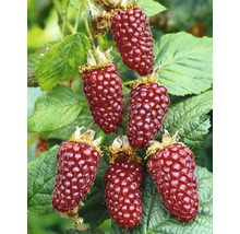 Nahaufnahme von Taybeeren am Strauch