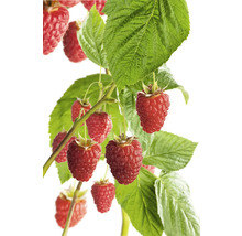 Himbeerpflanze mit reifen Früchten und grünen Blättern