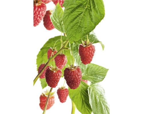 Himbeerpflanze mit reifen Früchten und grünen Blättern