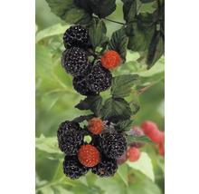 Brombeeren am Strauch mit reifen und unreifen Früchten