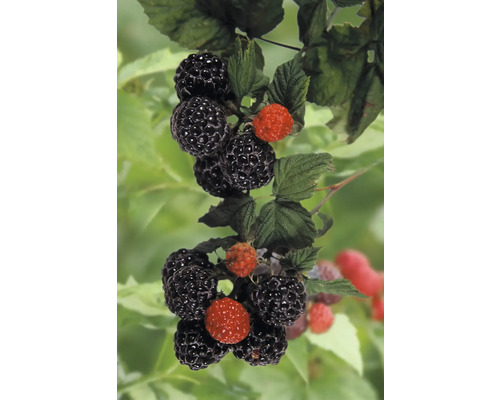 Brombeeren am Strauch mit reifen und unreifen Früchten