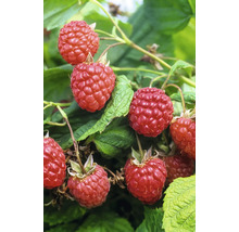 Himbeeren am Strauch mit grünen Blättern