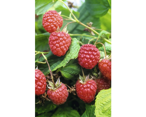 Himbeeren am Strauch mit grünen Blättern