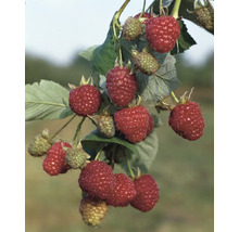 Himbeerstrauch mit reifen und unreifen Früchten