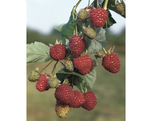 Himbeerstrauch mit reifen und unreifen Früchten