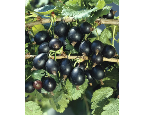 Bio Josta Beere FloraSelf Bio Ribes x nidigrolaria Co 3 L Schwarze Johannisbeeren an einem Zweig mit Blättern