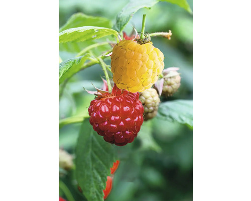 Bio Himbeere Duo Spalier FloraSelf Bio Rubis idaeus gelbe, rote Beeren Co 5 L Nahaufnahme von roten und gelben Himbeeren an einem Strauch