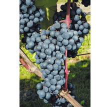 Trauben am Weinstock