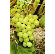 Traube mit grünen Weintrauben am Weinstock