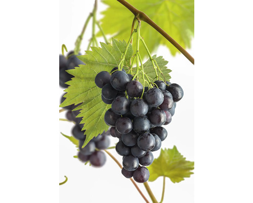 Bio Weintraube Tafeltraube 'Muscat Bleu' FloraSelf Bio Vitis vinifera 'Muscat Bleu' Co 3 L Busch