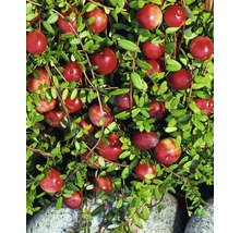 Nahaufnahme von Cranberries an einem Strauch mit Blättern