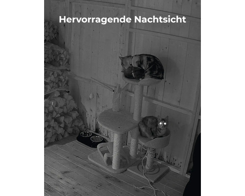 Nachtsichtaufnahme mit Katzen auf einem Kratzbaum