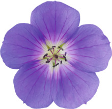 Einzelne lila Storchschnabelblüte