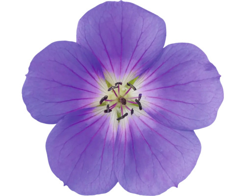 Strochschnabel in Sorten Geranium Co 5 L Einzelne lila Storchschnabelblüte