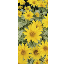 Gelbe Rauhblattaster im Bild.