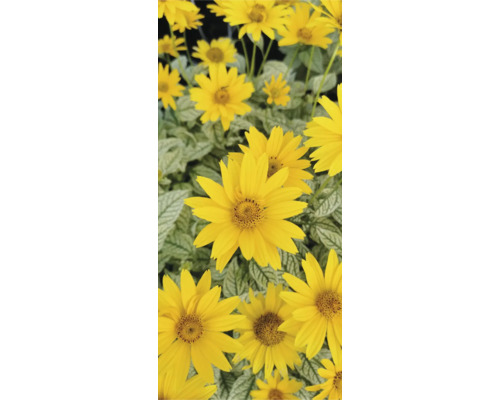 Sonnenauge in Sorten Heliopsis Co 5 L Gelbe Rauhblattaster im Bild.